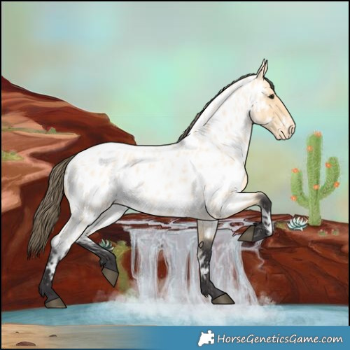 Horse Color:Buckskin Roan Near Leopard 