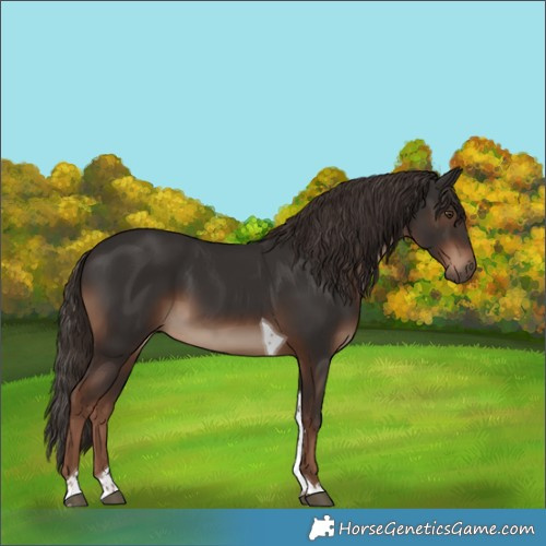 Horse Color:Liver Chestnut Tobiano