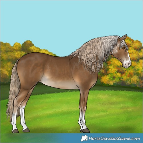 Horse Color:Chocolate Palomino