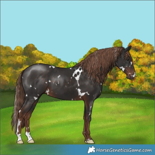 Horse Color:White Spotted Liver Chestnut