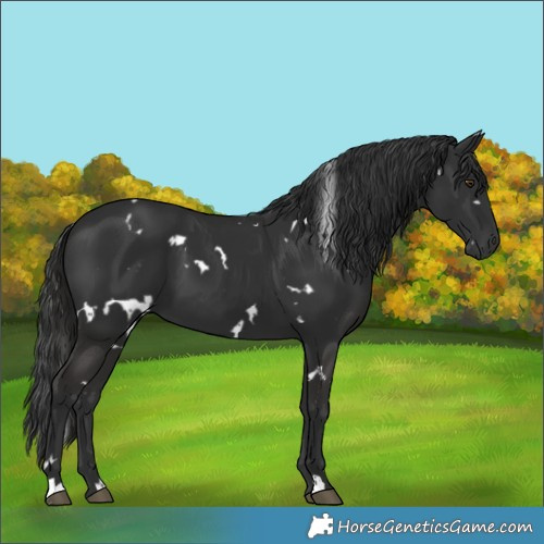 Horse Color:White Spotted Liver Chestnut
