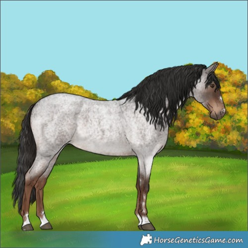 Horse Color:Liver Red Roan Rabicano