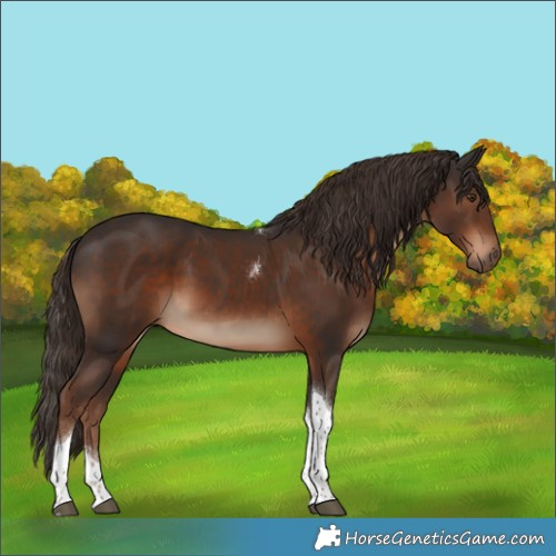 Horse Color:Liver Chestnut Tobiano 