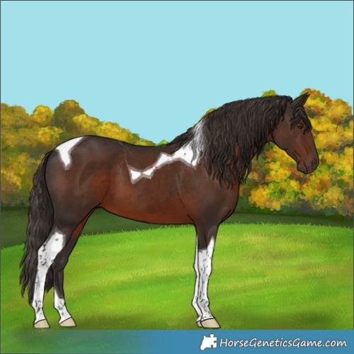 Horse Color:Liver Chestnut Tobiano 