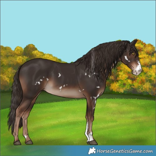 Horse Color:White Spotted Liver Chestnut Sabino