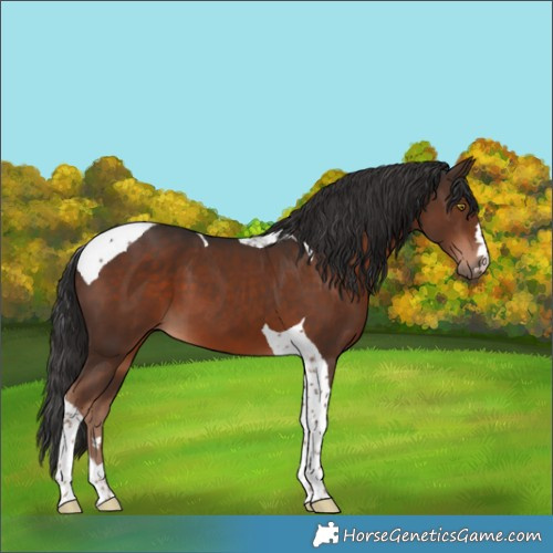 Horse Color:Liver Chestnut Tobiano 