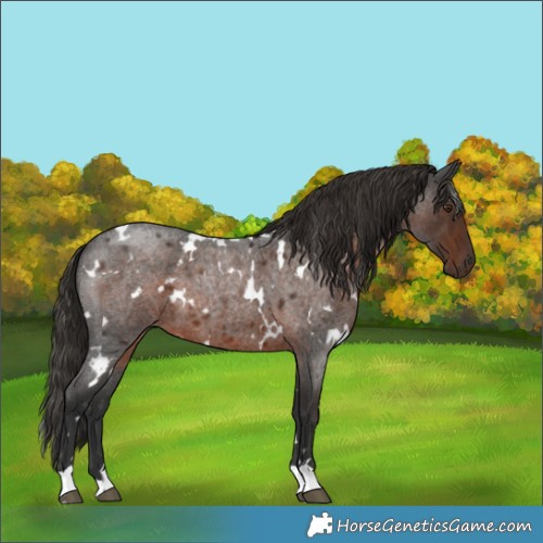 Horse Color:White Spotted Liver Red Roan 