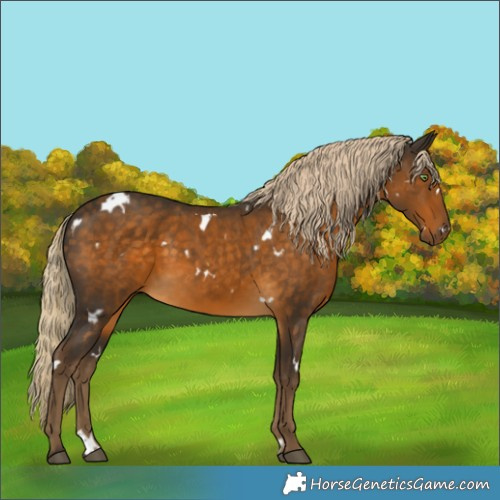 Horse Color:White Spotted Chocolate Palomino 