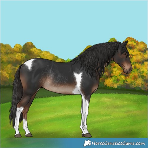 Horse Color:Liver Chestnut Tobiano Rabicano 