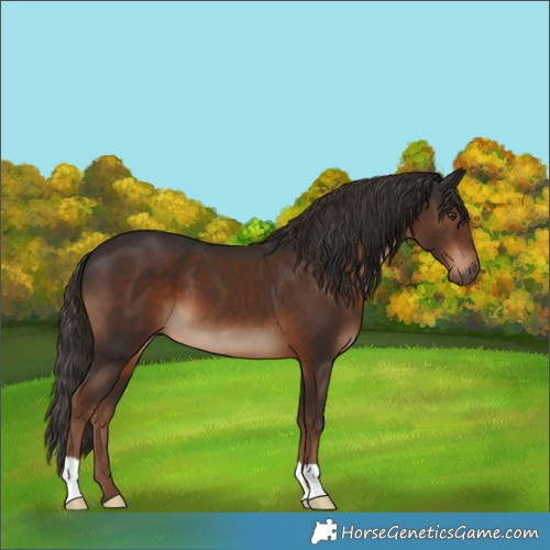 Horse Color:Liver Chestnut