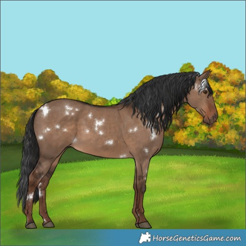 Horse Color:White Spotted Liver Red Dun