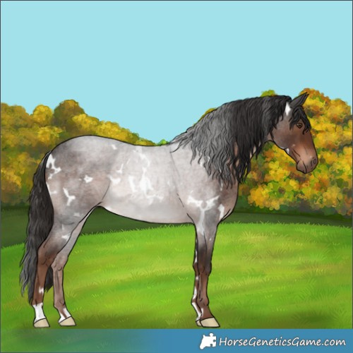 Horse Color:White Spotted Liver Red Roan Rabicano 