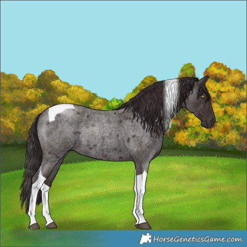Horse Color:Liver Red Roan Tobiano Rabicano