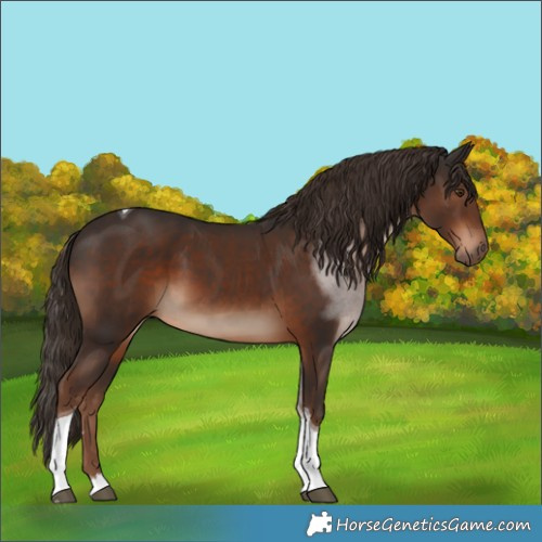 Horse Color:Liver Chestnut Tobiano