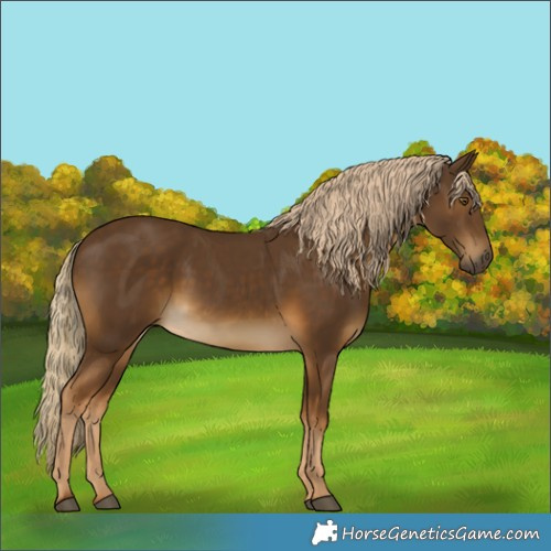 Horse Color:Chocolate Palomino Rabicano 