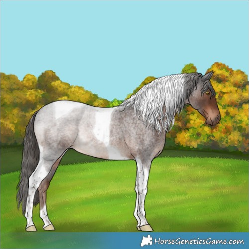 Horse Color:Liver Red Roan Tobiano Rabicano 