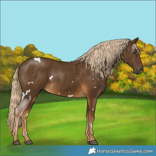 Horse Color:White Spotted Chocolate Palomino 