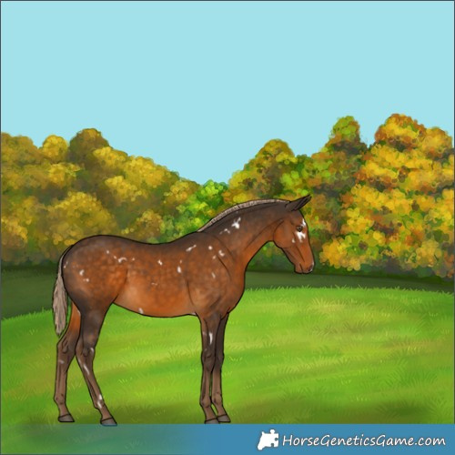 Horse Color:White Spotted Chocolate Palomino Rabicano 