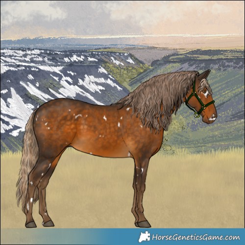 Horse Color:White Spotted Chocolate Palomino Rabicano 