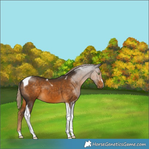 Horse Color:Chocolate Palomino Tobiano 