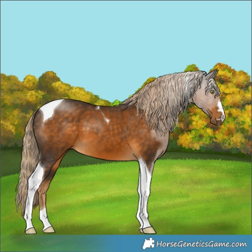 Horse Color:Chocolate Palomino Tobiano 