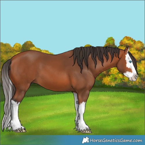 Horse Color:Bay Splash 
