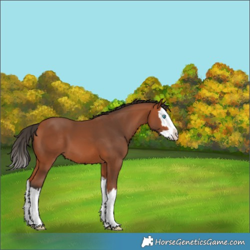 Horse Color:Bay Splash 
