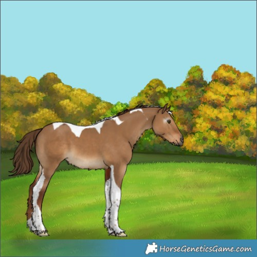 Horse Color:Gray Red Dun Tobiano 