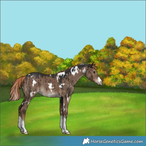 Horse Color:White Spotted Liver Red Dun Brindle 