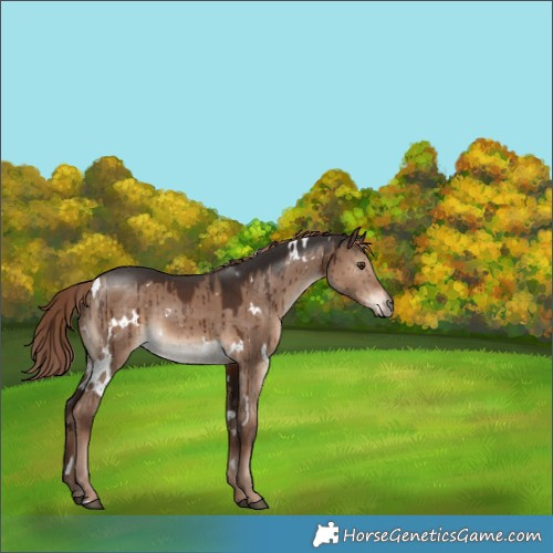 Horse Color:White Spotted Liver Red Dun Brindle 