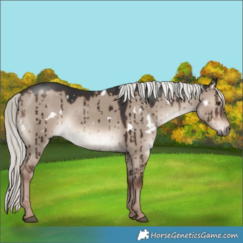 Horse Color:White Spotted Liver Red Dun Mushroom Brindle
