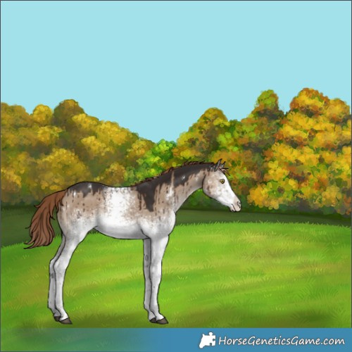 Horse Color:White Spotted Liver Red Dun Rabicano Brindle 