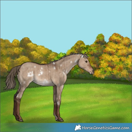 Horse Color:Unknown 