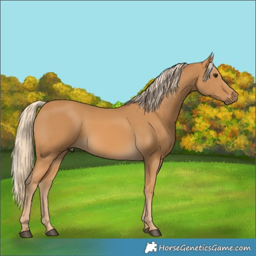 Horse Color:Palomino 