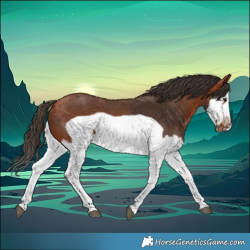 Horse Color:Bay Splash Frame 