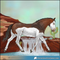 Horse Color:Bay Splash Frame