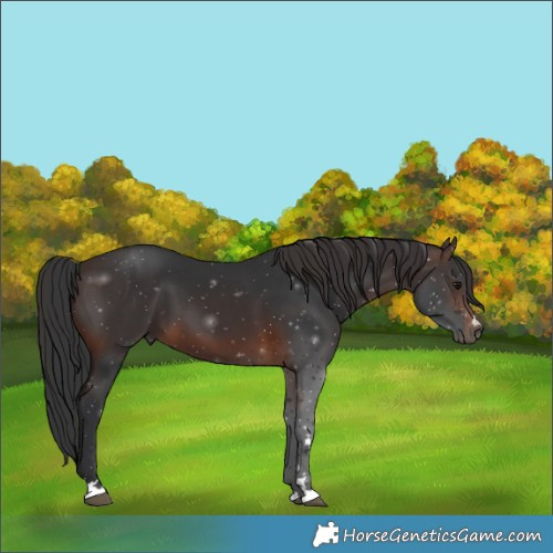 Horse Color:Brown 