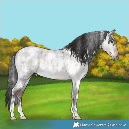 Horse Color:Platinum White Spotted Liver Red Roan Rabicano 
