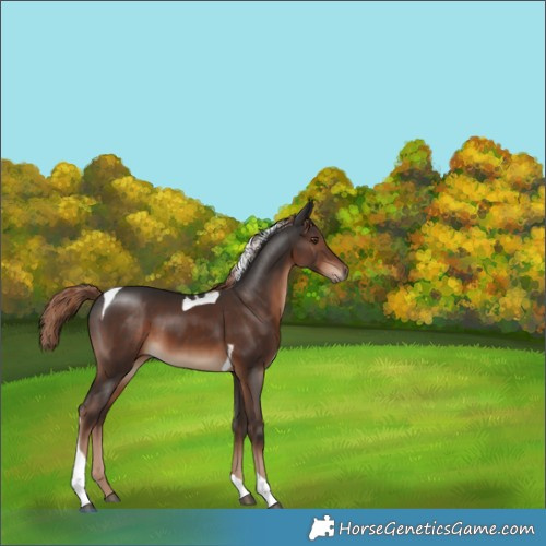 Horse Color:Liver Chestnut Tobiano