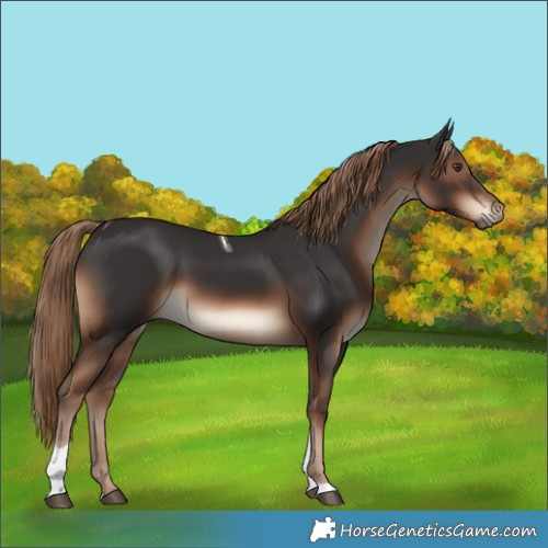 Horse Color:Liver Chestnut Tobiano Rabicano 