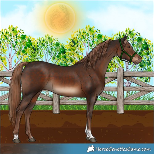 Horse Color:Liver Chestnut Tobiano
