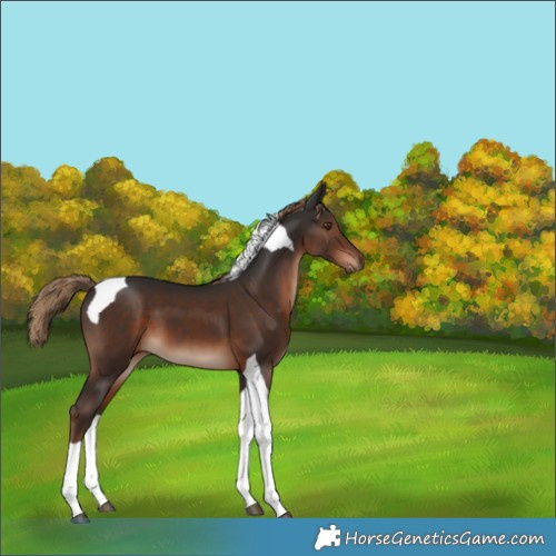 Horse Color:Liver Chestnut Tobiano