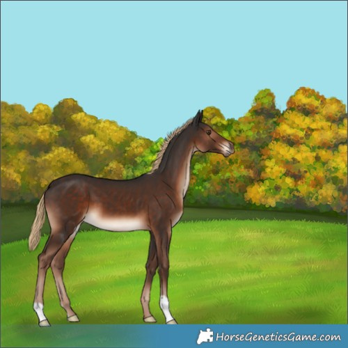 Horse Color:Liver Chestnut 