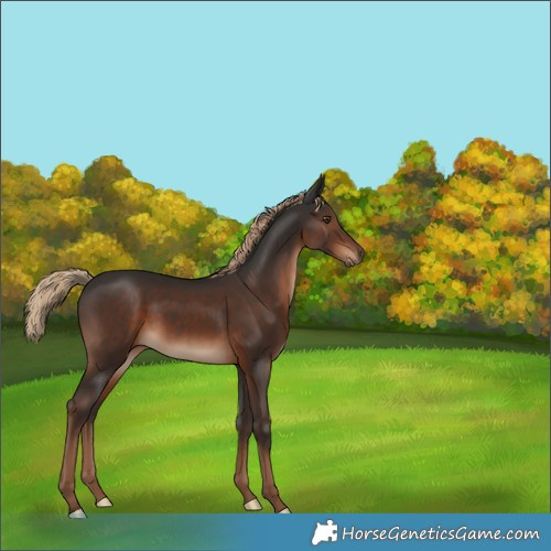 Horse Color:Liver Chestnut 