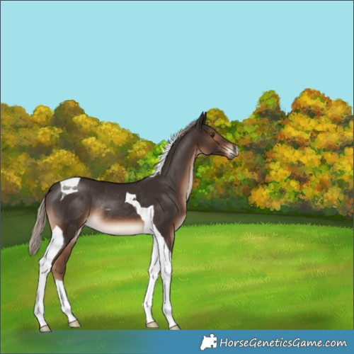 Horse Color:Liver Chestnut Tobiano Rabicano 