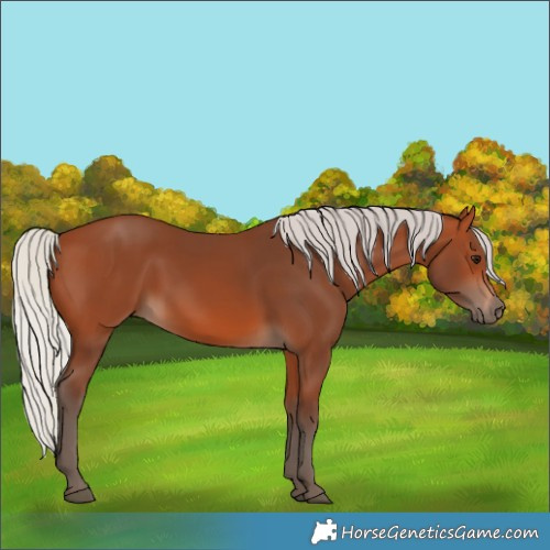 Horse Color:Silver Bay 
