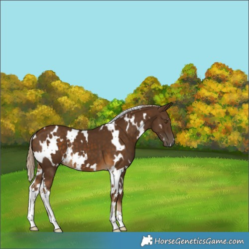 Horse Color:White Spotted Chocolate Palomino 