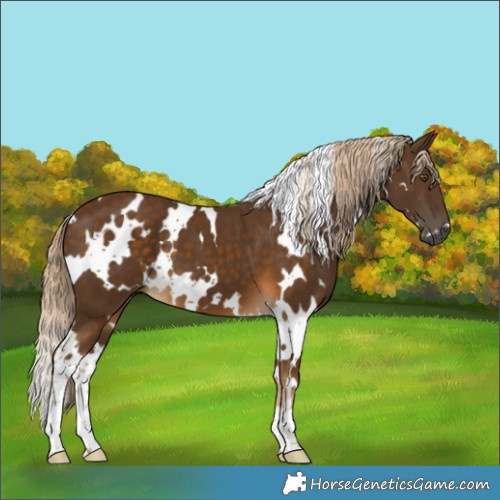 Horse Color:White Spotted Chocolate Palomino 