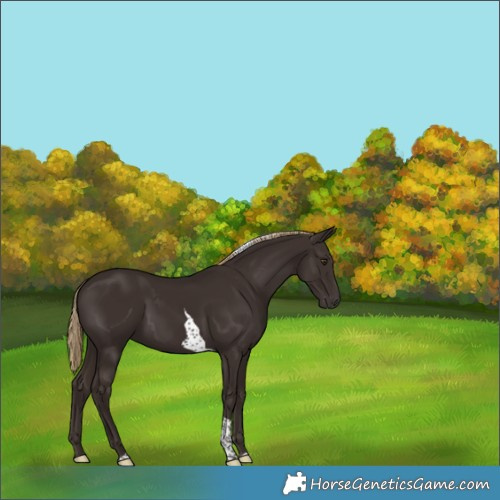 Horse Color:Unknown 