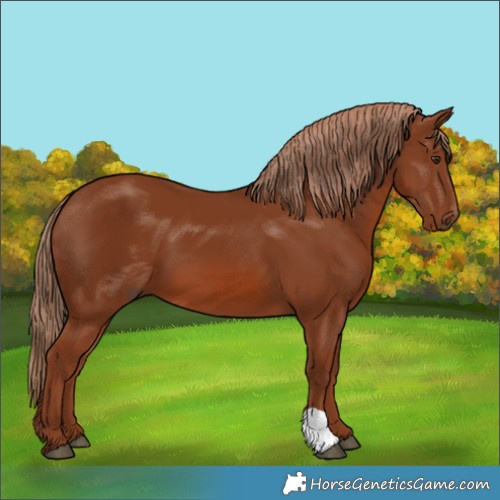 Horse Color:Chestnut 